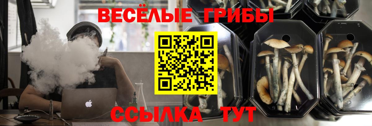 Галлюциногенные грибы Psilocybe  Вход с VPN  даркнет сайт  Северск 